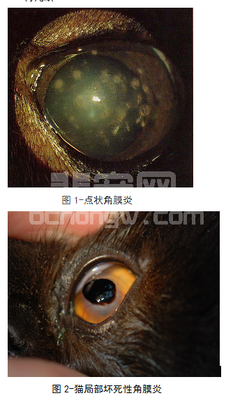 浅表的点状角膜炎