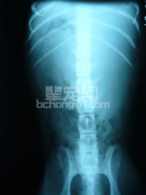 X光、B超在小动物疾病诊断中的联合应用