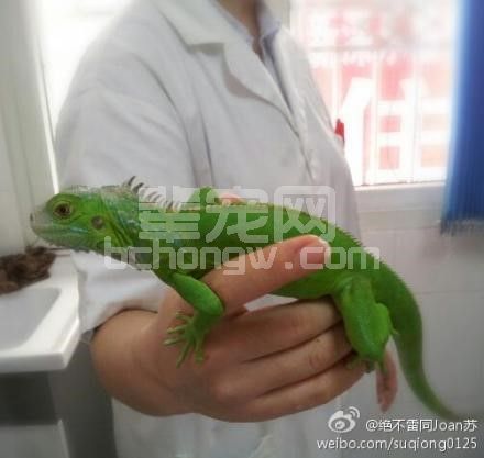 一例鬣蜥胃内异物取出术的报告