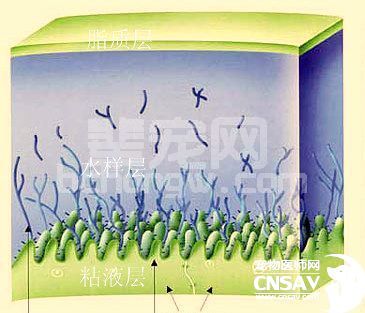 泪液系统和泪液引流系统