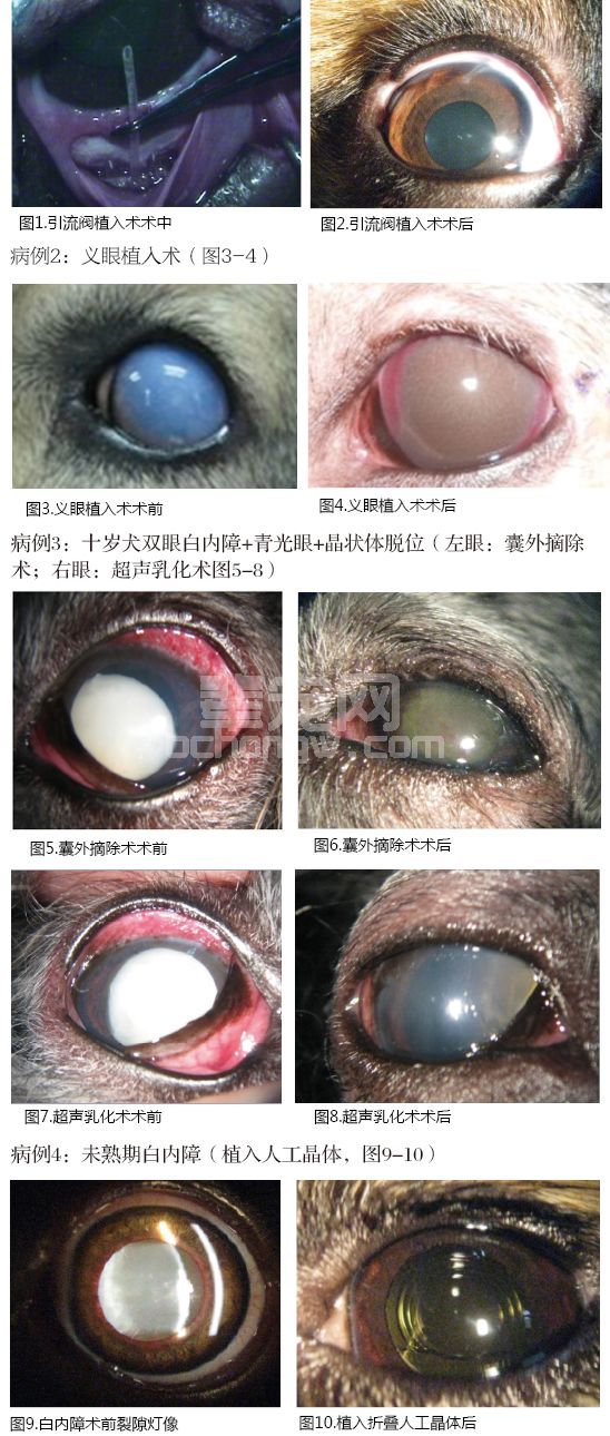 犬青光眼的现代诊疗与传统医学探讨