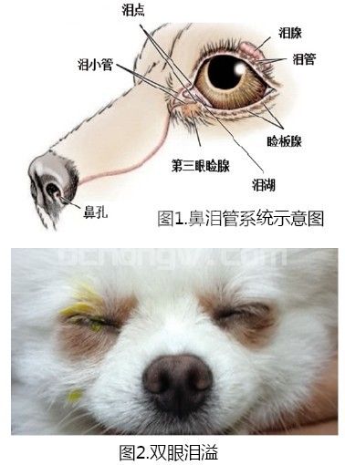 “泪溢”的中西结合诊疗