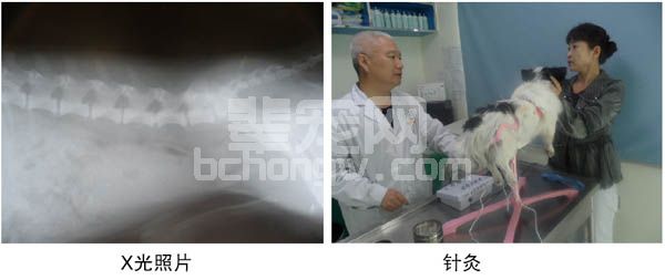 犬腰间盘增生（钙化）性后肢瘫痪的治疗病例