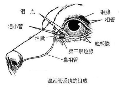 泪液引流系统和结膜的疾病