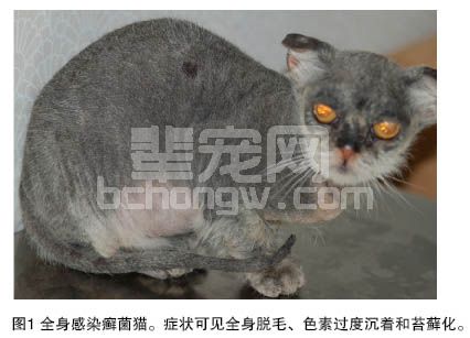 犬猫癣菌病组织病理学分析
