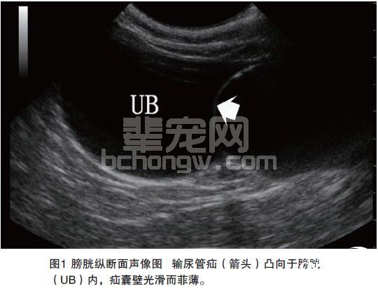 超声诊断猫输尿管疝一例