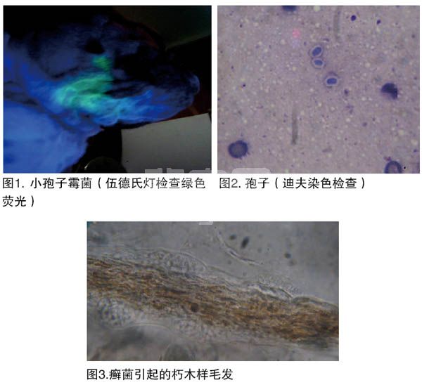 浅谈家兔疥螨病的诊治