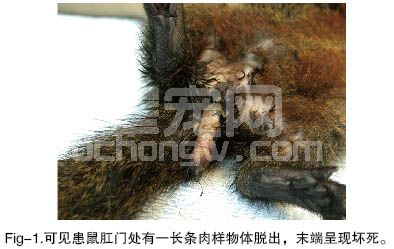 赤腹松鼠之肠套迭及脱垂