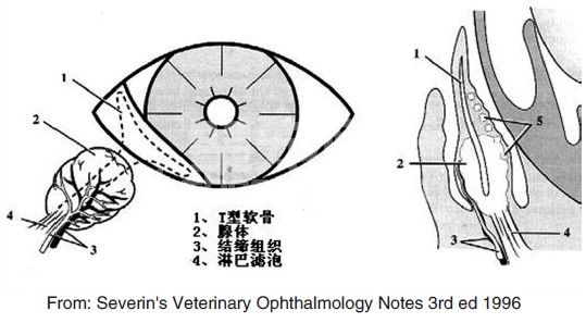 第三眼睑的疾病（瞬膜）