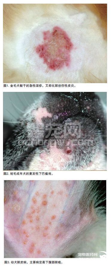 皮肤病治疗中的多耐药细菌