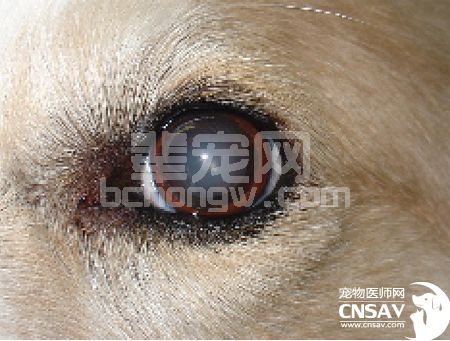 临床兽医所要掌握的临床兽医知识