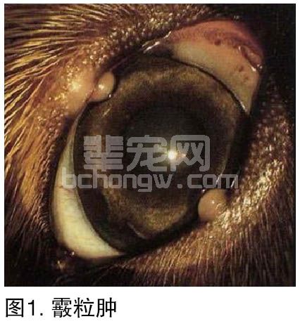眼睑和眼睑疾病 （二）