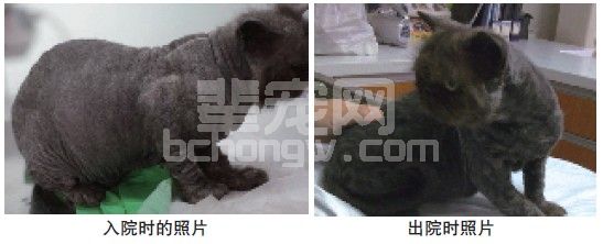 一例猫皮肤真菌的综合诊治