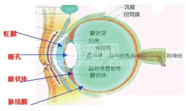 临床兽医所要掌握的临床兽医知识---虹膜