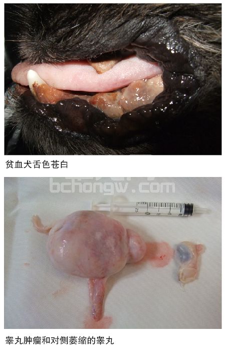 犬睾丸肿瘤及治疗