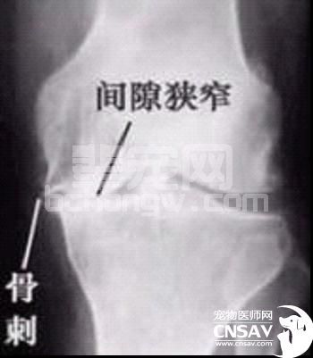 犬全身瘫痪针灸治疗一例
