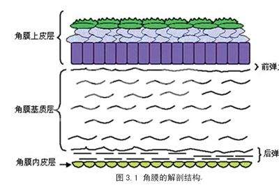 临床兽医所要掌握的兽医眼科知识 第四章  结膜和角膜