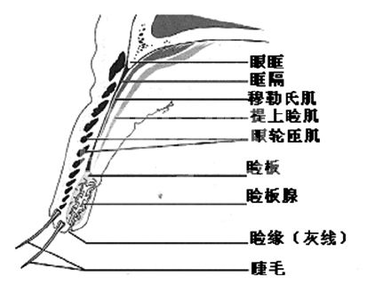眼见眼睑和眼睑的疾病（一）