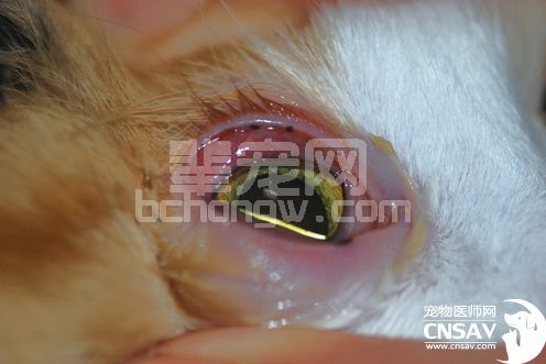犬的结膜炎