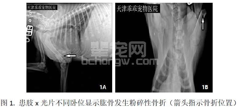 一例使用胶原基骨修复材料成功治疗犬肱骨骨折的病例