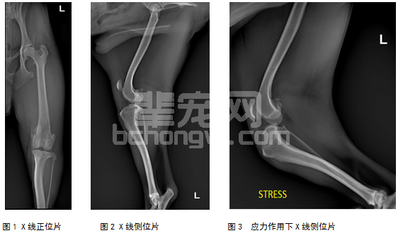 一例犬髌骨内脱合并前十字韧带断裂病例的诊治
