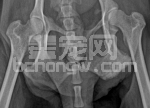 自血法配合红外理疗在犬褥疮应用探讨