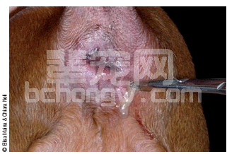 犬肛周瘙痒的治疗