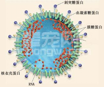犬冠状病毒感染现状及预防