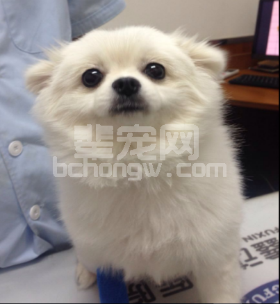 1例髋关节脱位病例的中西结合诊疗
