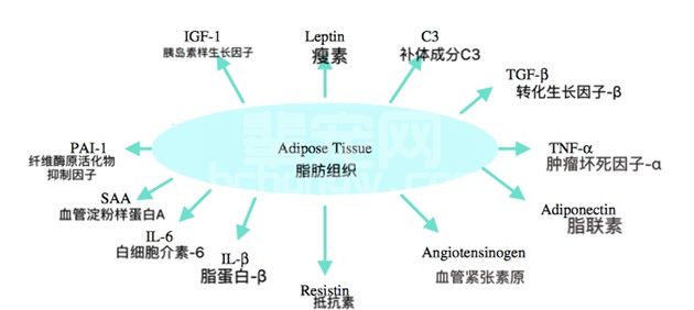 犬猫肥胖的临床诊断和管理