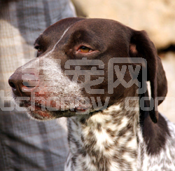 犬臂二头肌腱鞘炎病例报告