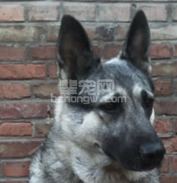 犬尺骨软骨核滞留病例报告