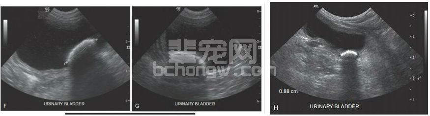 尿道结石犬常规实验室检查对比研究