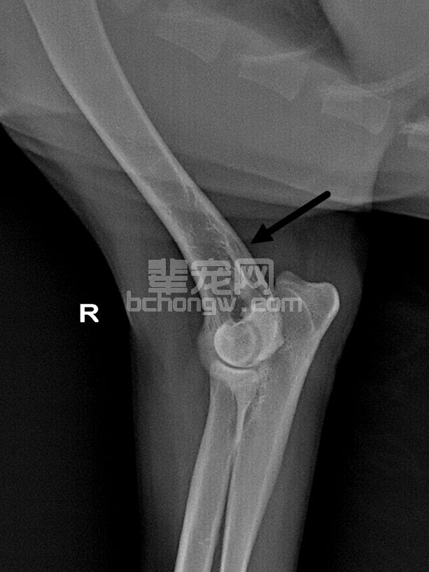 犬全骨炎
