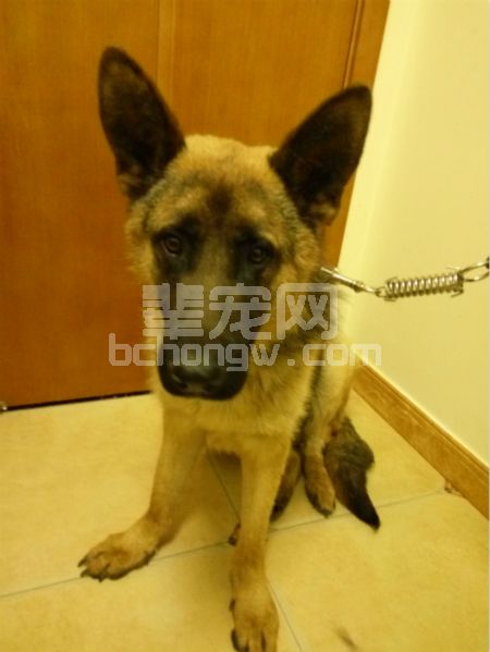 一例犬脾扭转病例分析
