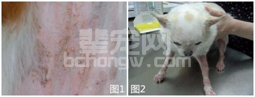 我是如何治疗犬蠕形螨的