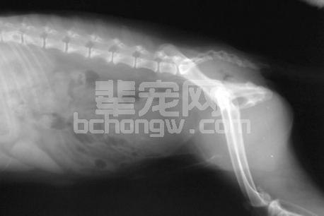 犬气肿性膀胱炎