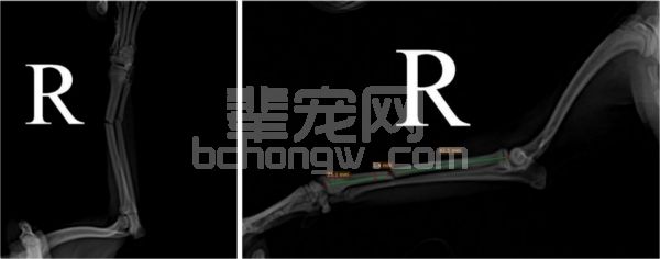 一例小型犬桡尺骨骨折病例分析