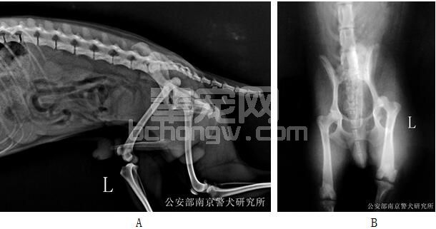 关节囊加固术在小型犬髋关节脱位中的应用