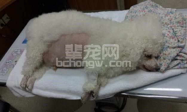 一例甲状腺机能减退导致的犬四肢瘫痪