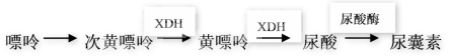 一例家养短毛猫遗传性黄嘌呤尿和尿石症病例分析