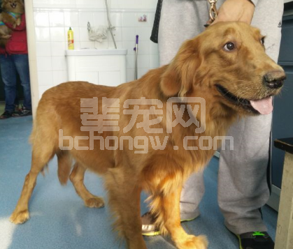 一例犬烟曲霉感染病例分析