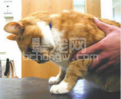 一例猫多囊肾（PKD）病例的诊治分析