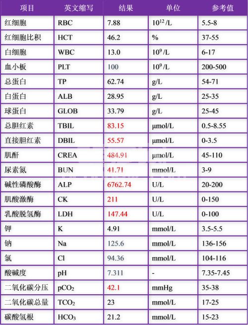 一例犬子宫积脓的麻醉病例报告