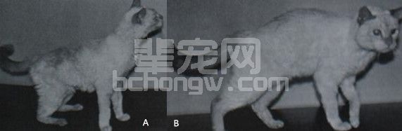 糖尿病（二）糖尿病病理生理学