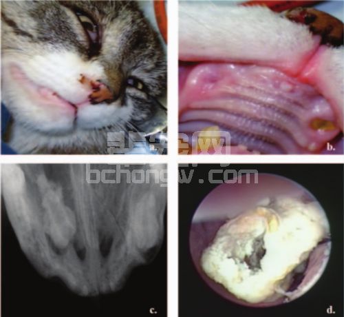 一长期流涕患猫鼻异物病例分析