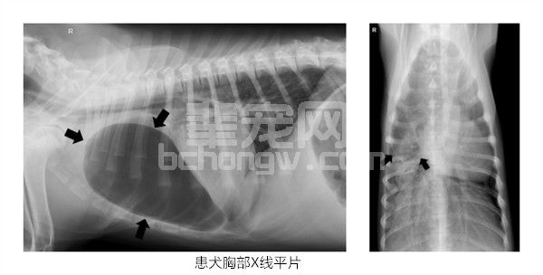 犬肺巨大脓肿病例报告