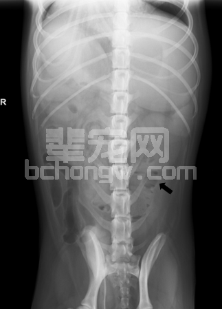 犬线性异物病例分析
