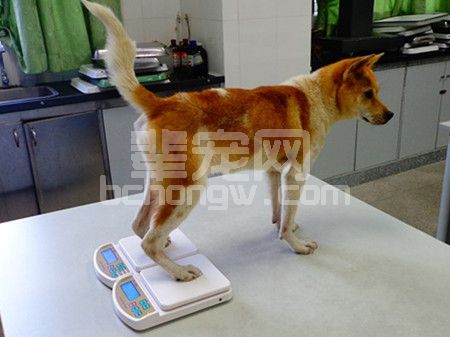 医用骨水泥和人工韧带在犬髋关节脱位治疗中的应用