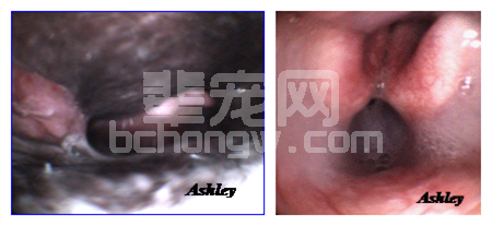 一例犬支气管镜检查病例报告